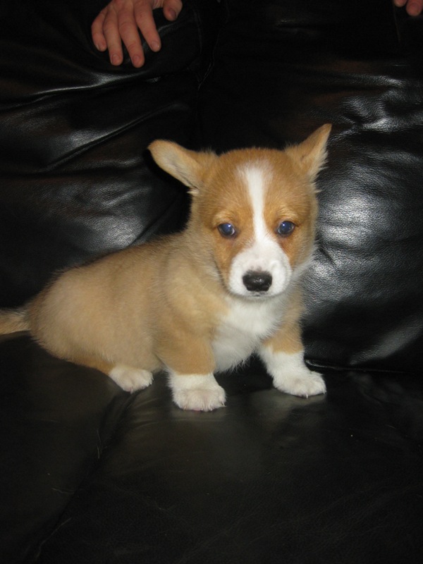 Puppies